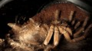 This time-lapse video of a tarantula molting will give you spontaneous arachnophobia